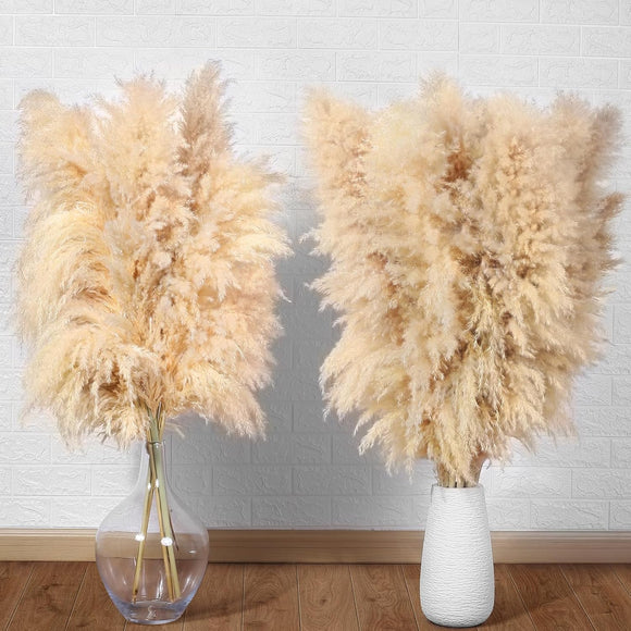 10 Stück Pampasgras Groß Trocken Pampasgras XXL Natürlich & Flauschig Deko 100cm